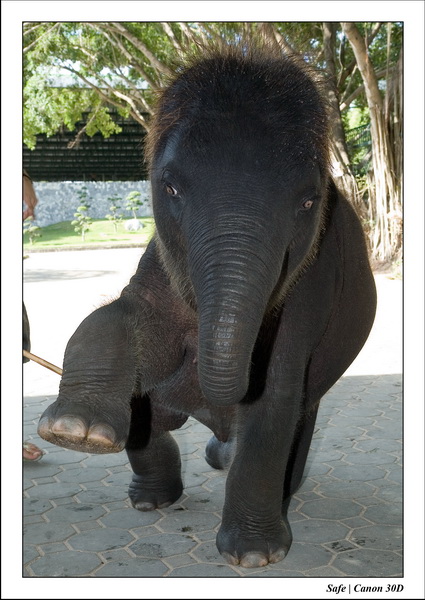 2006 - 08 - Pattaya - Crocodile farm 18